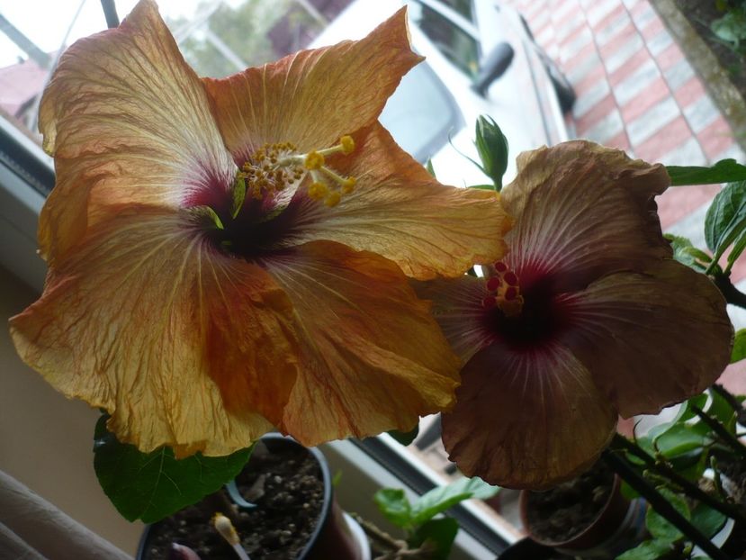 P1310544 - HIBISCUSI 2017-1