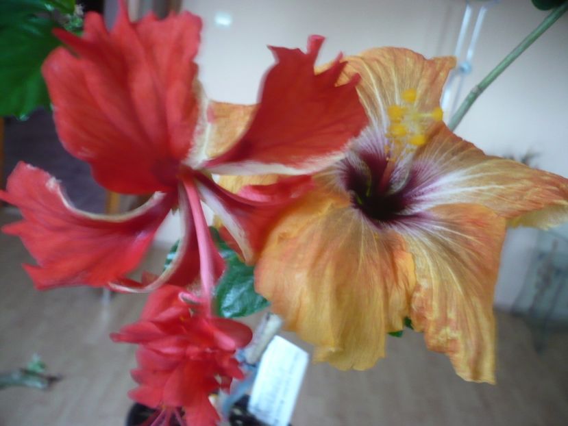 P1310551 - HIBISCUSI 2017-1