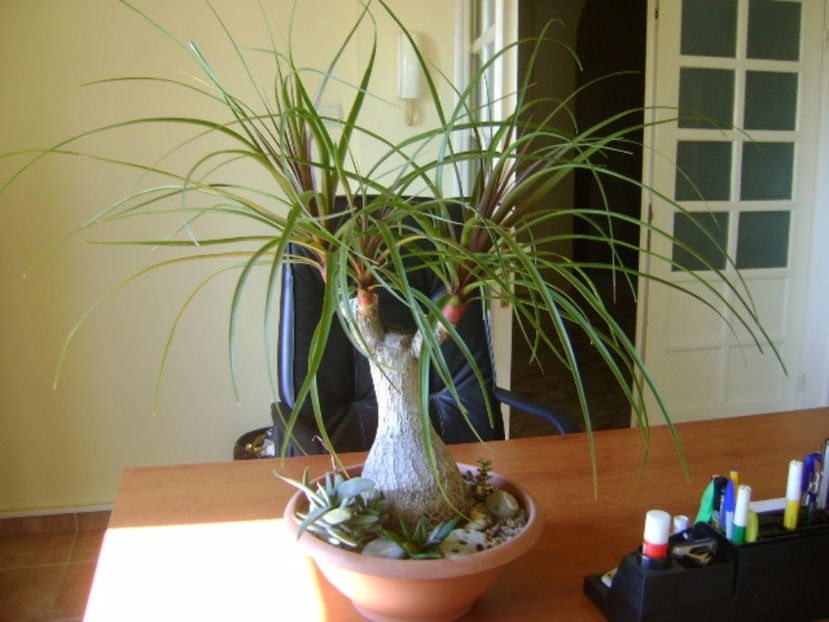 Beaucarnea recurvata - Caudiciforme si bulbi 2016