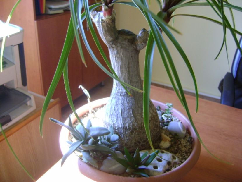 Beaucarnea recurvata - Caudiciforme si bulbi 2016