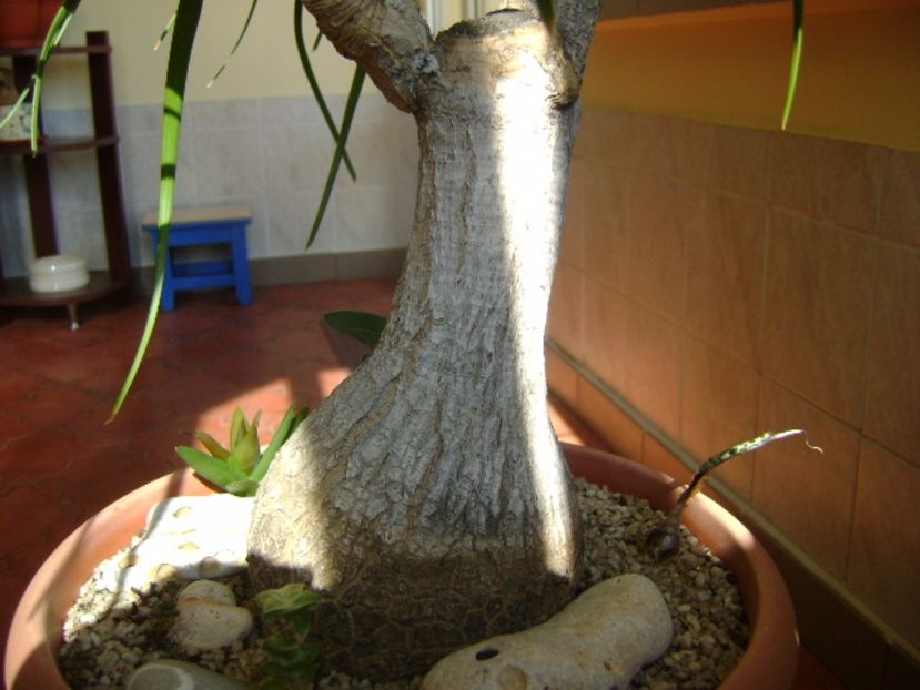 Beaucarnea recurvata, detaliu - Caudiciforme si bulbi 2016