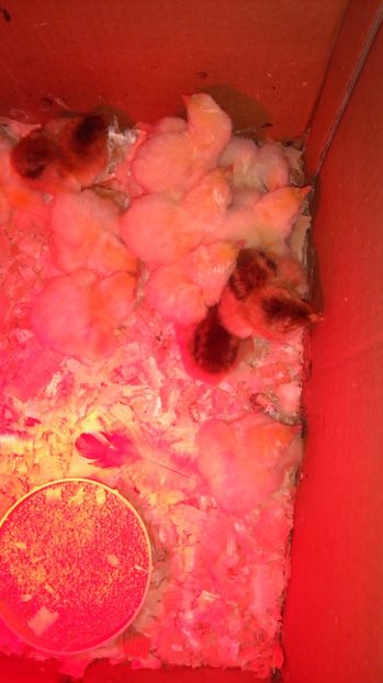  - A PATRA SERIE DE PUI PE 2017