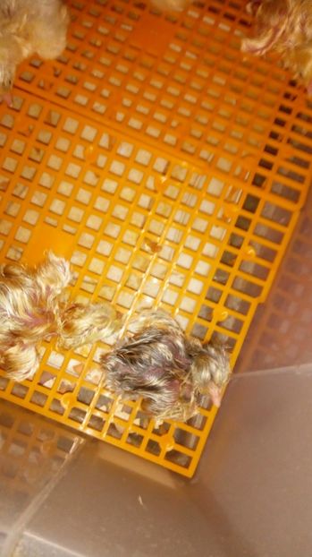  - A PATRA SERIE DE PUI PE 2017