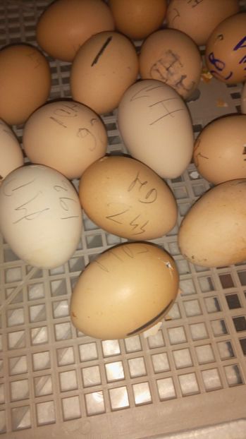  - A PATRA SERIE DE PUI PE 2017