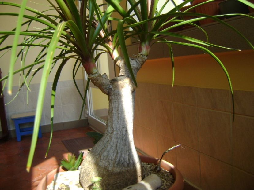 Beaucarnea recurvata - Cactusi si alte suculente 2015