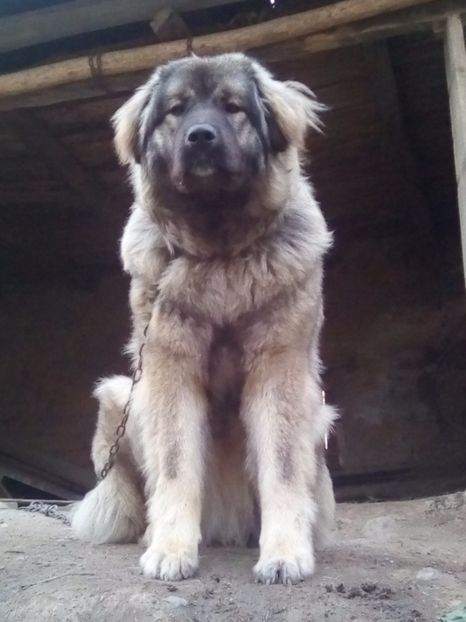  - Ciobanesc Caucazian