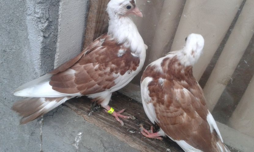 Din florii moriscari - z1-pui 2015 2016 2017 2018