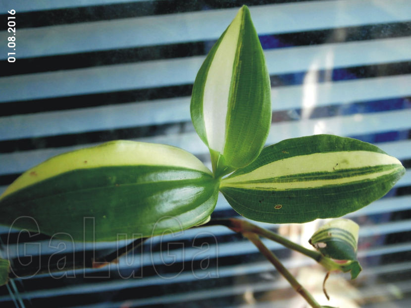 Tradescantia Fluminensis Yellow Hill - Fluminensis Yellow Hill