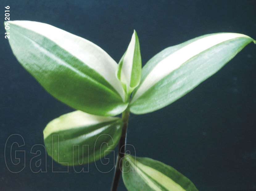 Tradescantia Fluminensis Yellow Hill - Fluminensis Yellow Hill