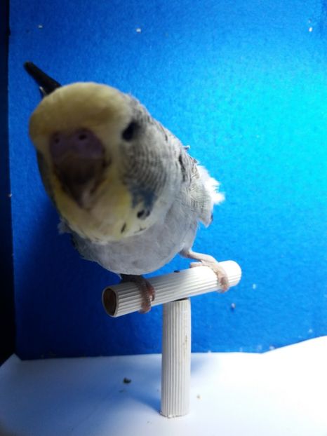  - perusi standard aprilie 2017