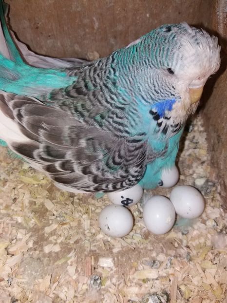  - perusi standard aprilie 2017