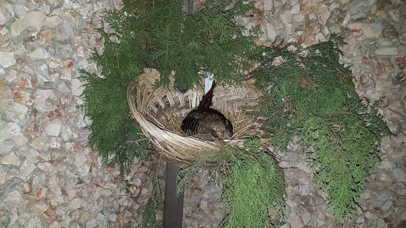 ASTEPTAM PUISORI - FAZANI