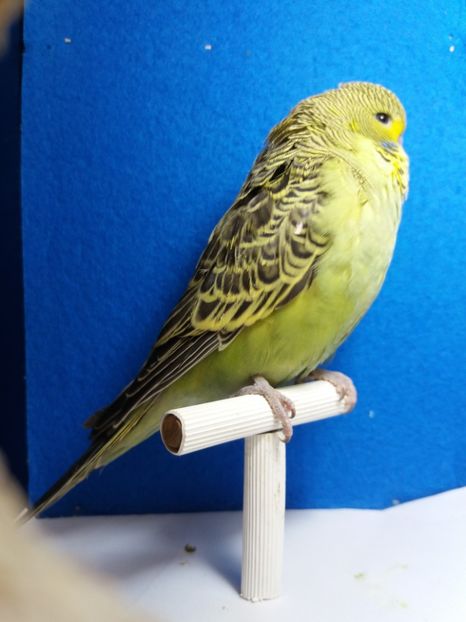  - perusi standard aprilie 2017