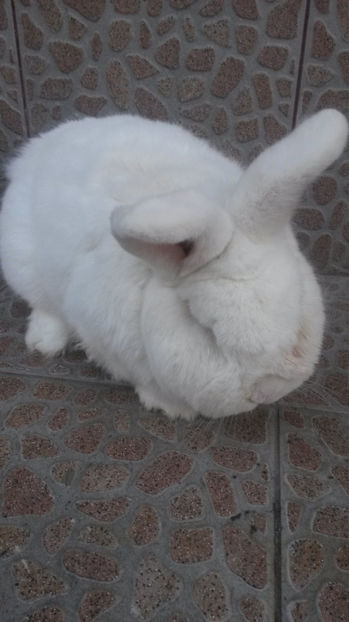 Mascul Neo 2 linie slovaca - 2017 Neo