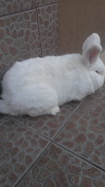 Mascul Neo 2 linie slovaca - 2017 Neo