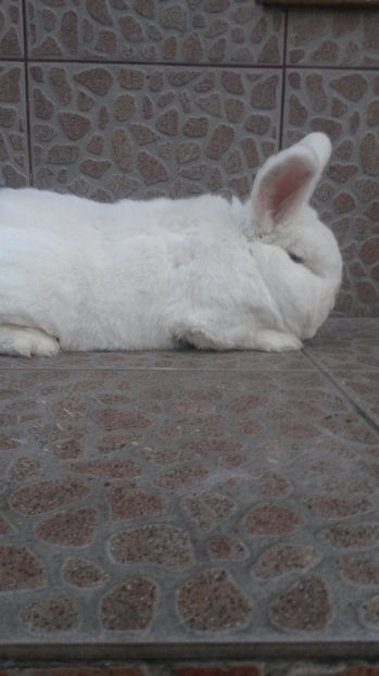 Mascul Neo 2 linie slovaca - 2017 Neo