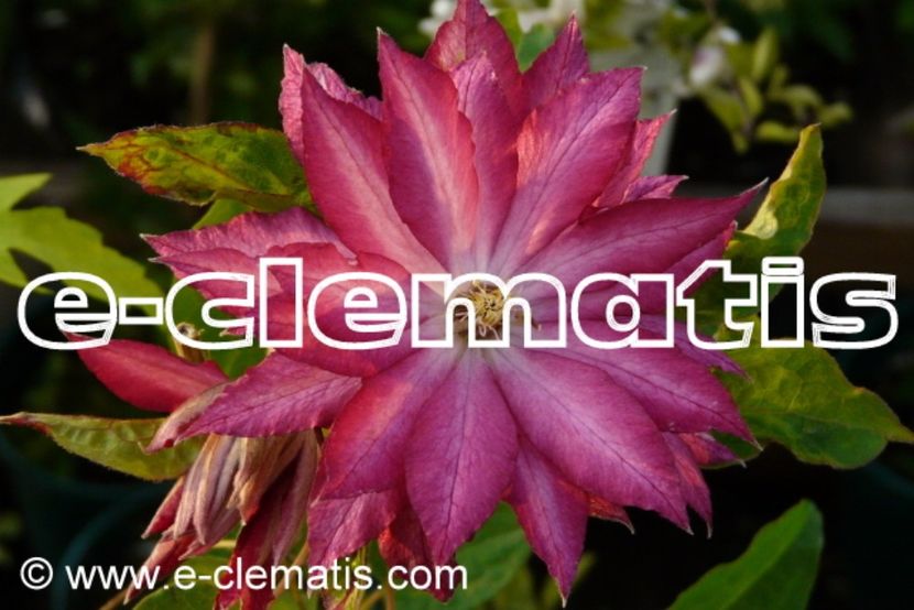 Clematis Kaen - 00 Achizitii primavara 2017