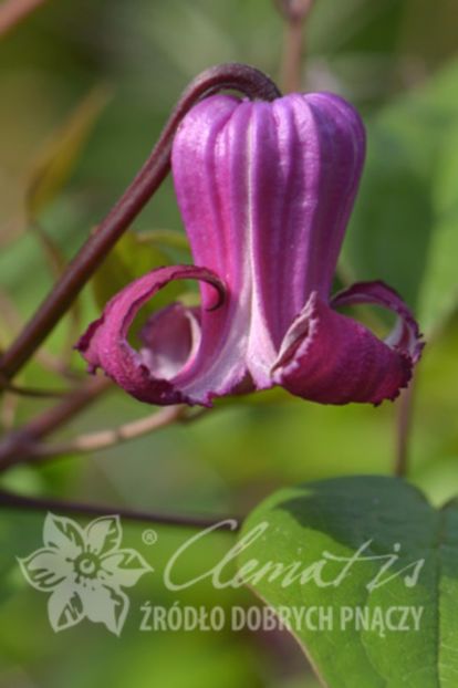 Clematis Princess Red - fragrant - 00 Achizitii primavara 2017