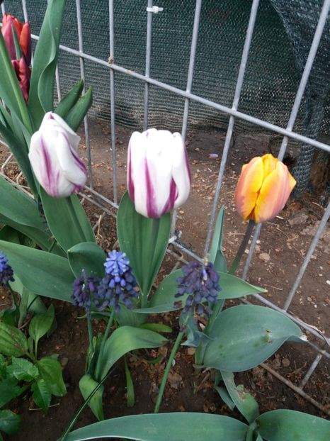  - Flori  de primavara 2017