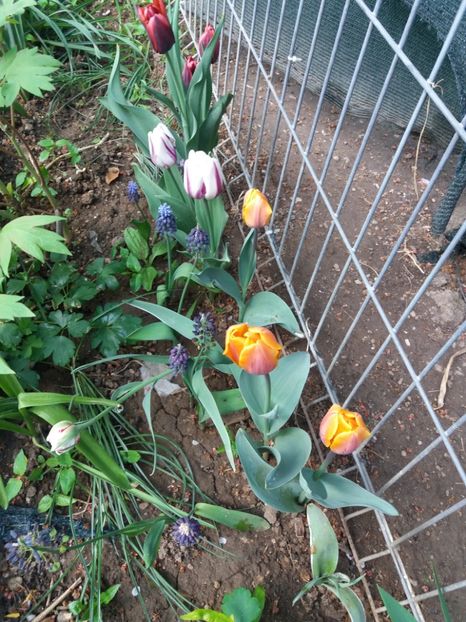  - Flori  de primavara 2017