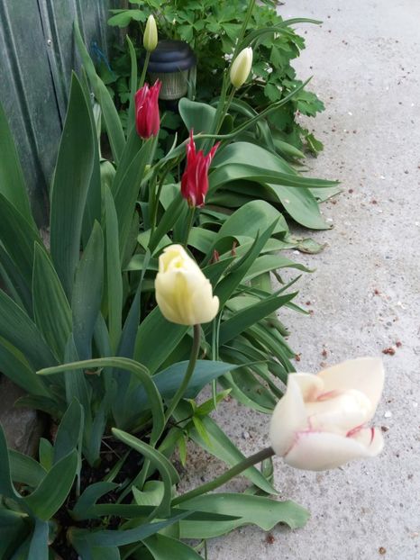  - Flori  de primavara 2017