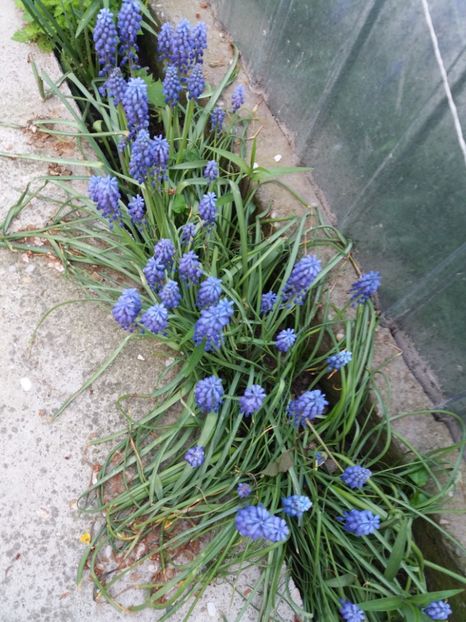  - Flori  de primavara 2017