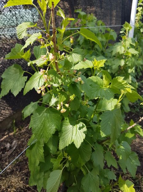 fertodi11 - Coacaz Fertodi11 - Negru