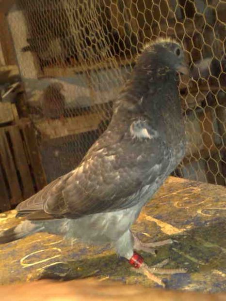  - Pui 2017-2018 -2019-2020 -2021-matca-doici-vind aproape tot lotul
