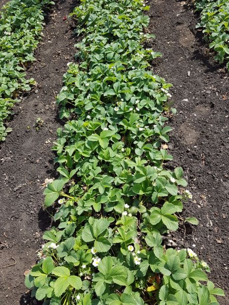  - Capsuni albe Ananas -PINEBERRY