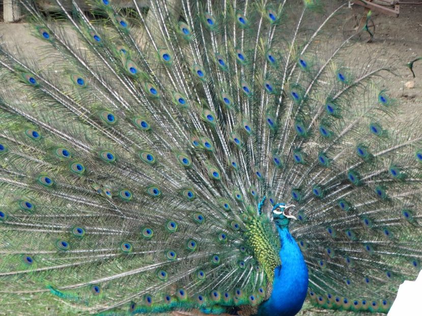  - Pauni 2016-2017-2018