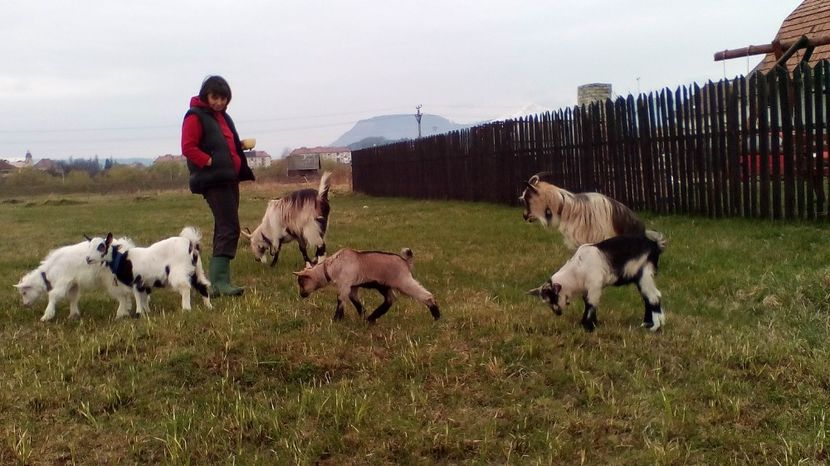 Copy (2) of IMG_20170416_110411 - Iezi 2017