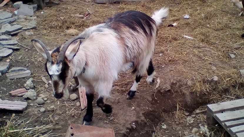 Copy (2) of IMG_20170417_142031 - Iezi 2017