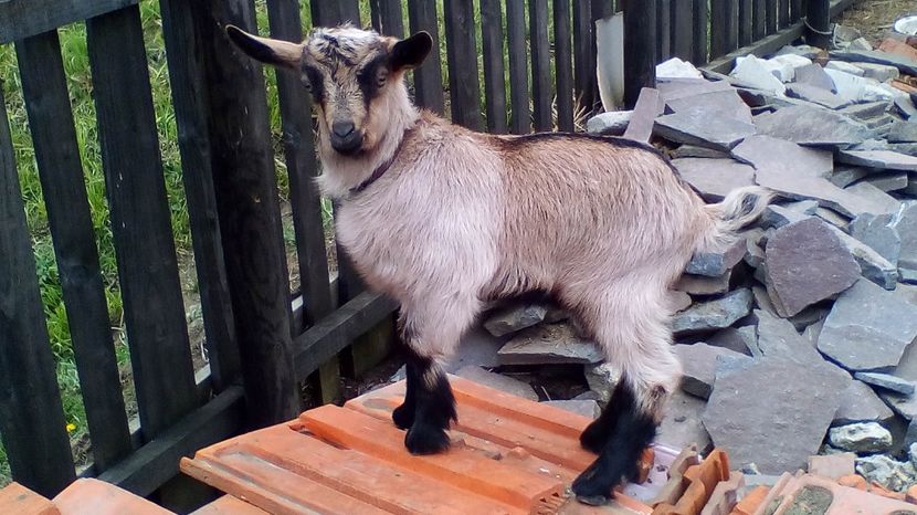 Copy (2) of IMG_20170417_142040 - Iezi 2017