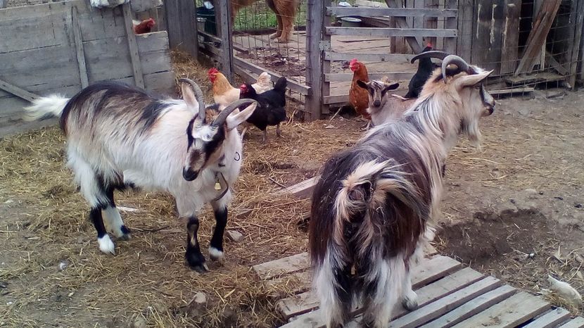 Copy of IMG_20170417_142027 - Iezi 2017