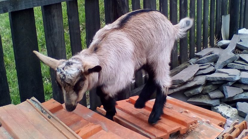 Copy of IMG_20170417_142052 - Iezi 2017