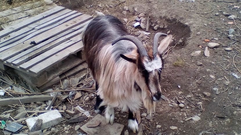 Copy of IMG_20170417_142059 - Iezi 2017