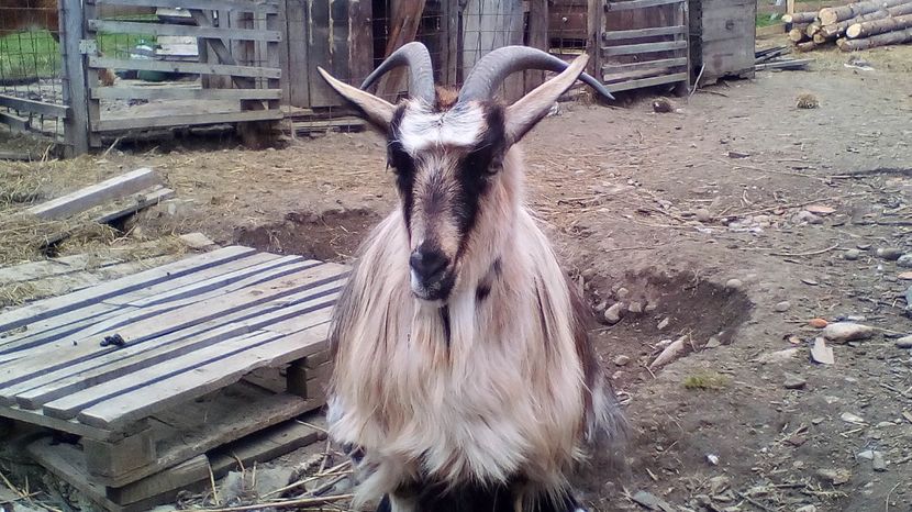 Copy of IMG_20170417_142105 - Iezi 2017