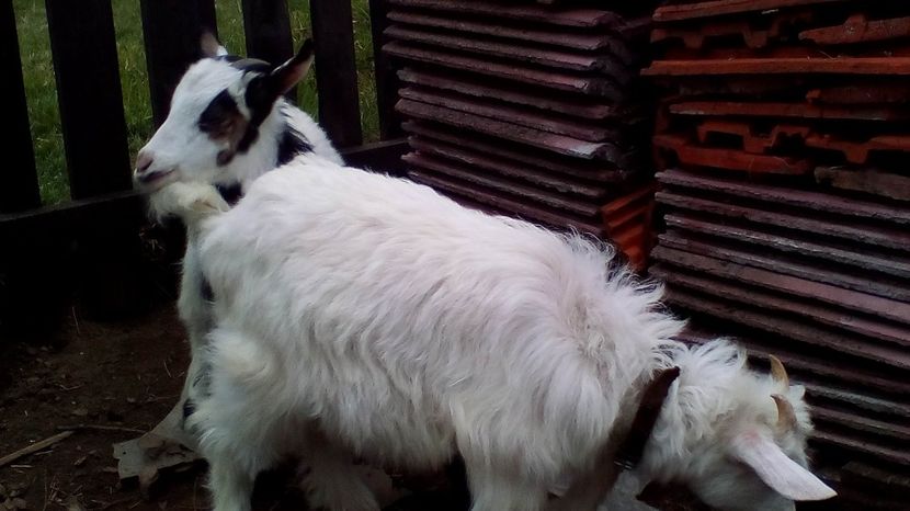 Copy of IMG_20170417_142113 - Iezi 2017