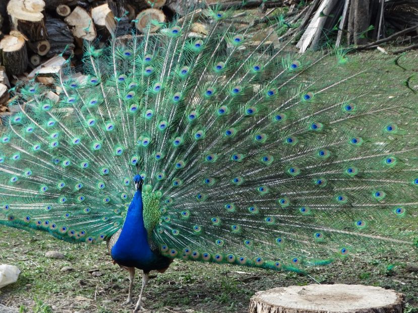  - Pauni 2016-2017-2018