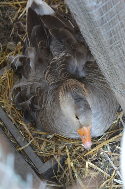 closca - B4 - Gaste comune