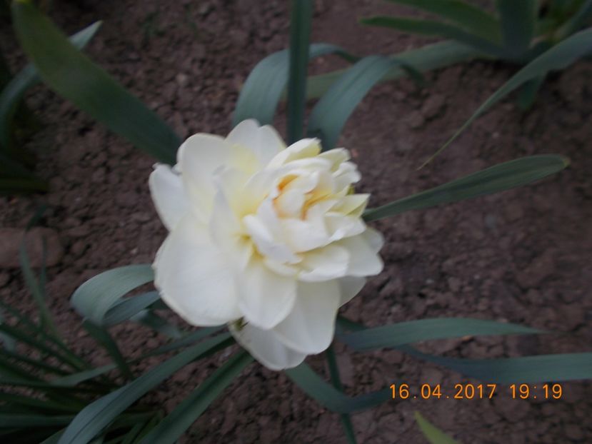  - Flori de gradina-2016-2017-2018-2019-2022