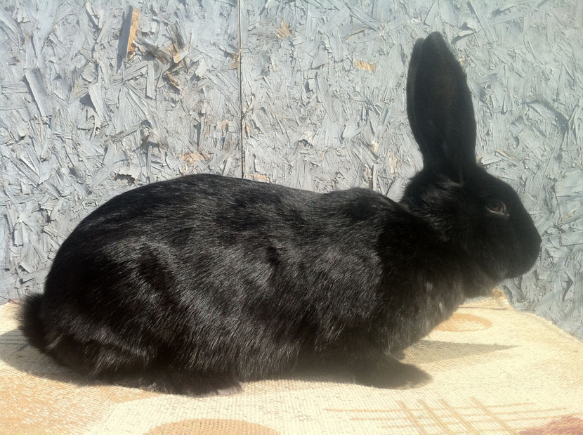 FG F1 - Gestanta 28.03.2017 - FG F1 Janet Negru