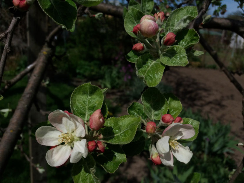 Picture 016 - Un nou inceput -2017