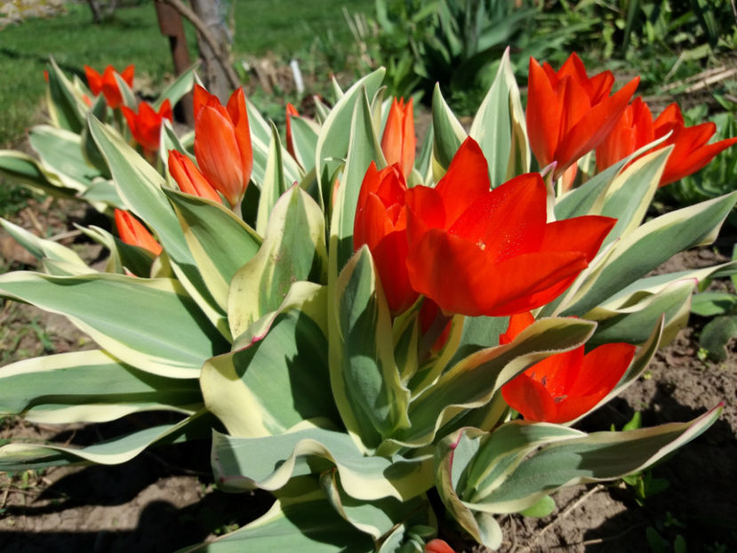 Picture 026 - Un nou inceput -2017