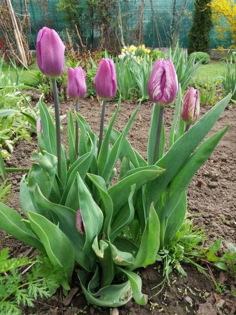 Picture 038 - Un nou inceput -2017