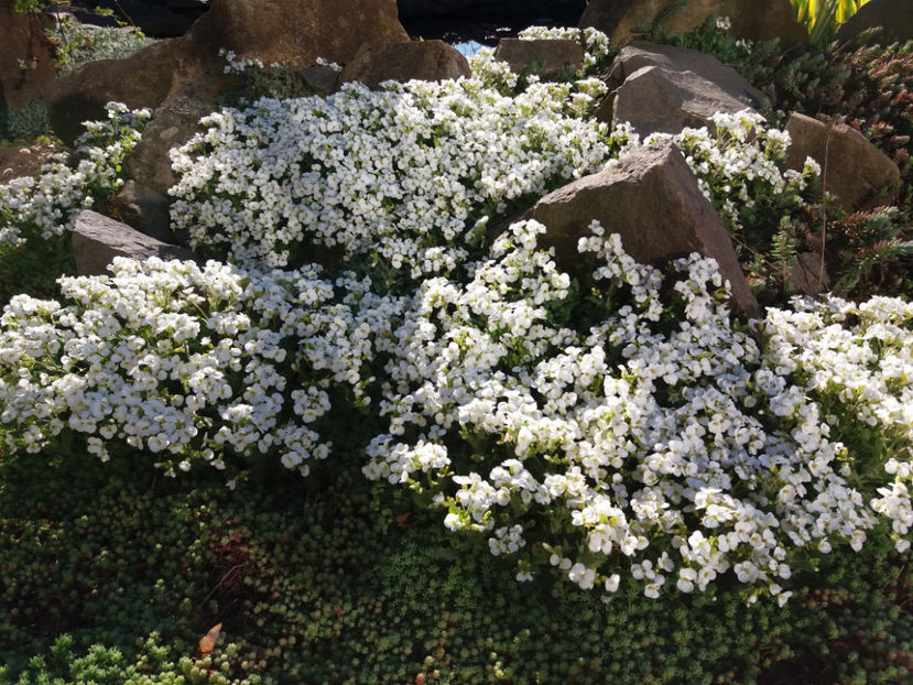 Picture 042 - Un nou inceput -2017