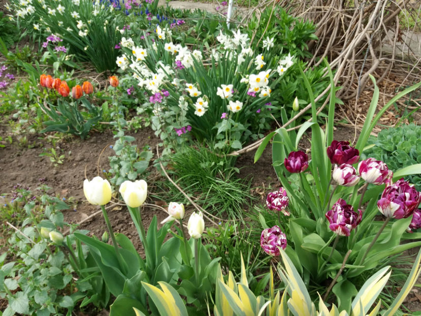 Picture 055 - Un nou inceput -2017