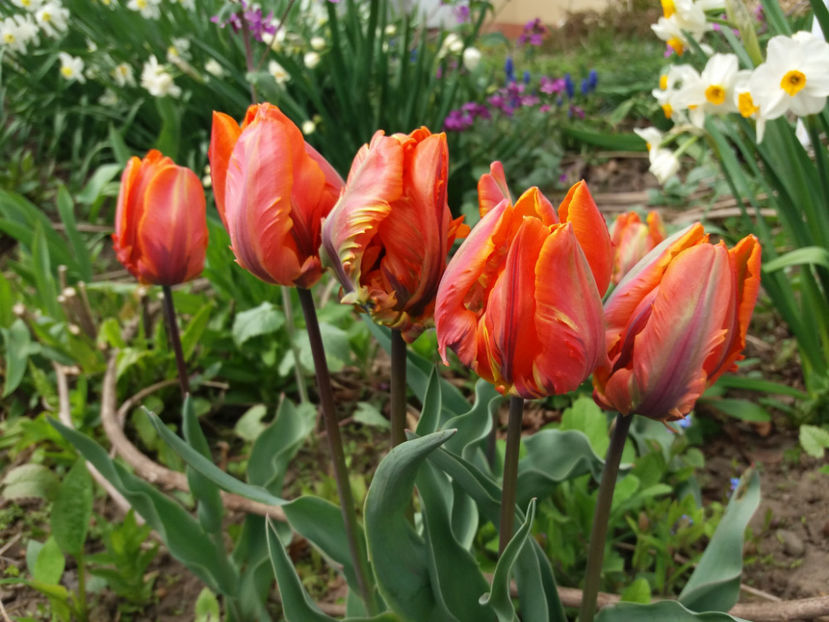 Picture 060 - Un nou inceput -2017