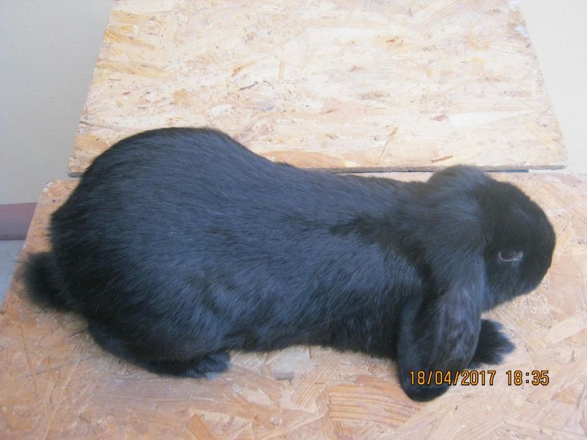  - masculi si fem berbec german de vanzare- vanduti