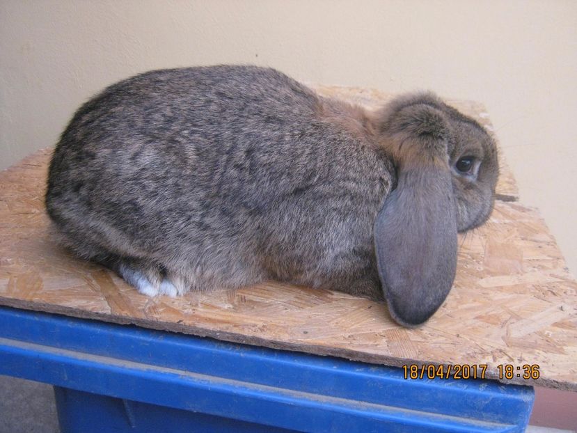 fem 3,5 luni 3 kg - masculi si fem berbec german de vanzare- vanduti